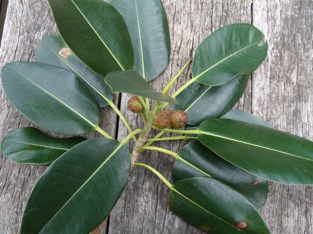 Port Jackson figs